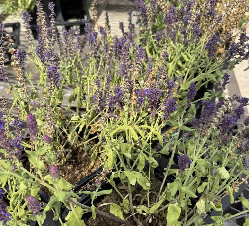 Blue Salvia
