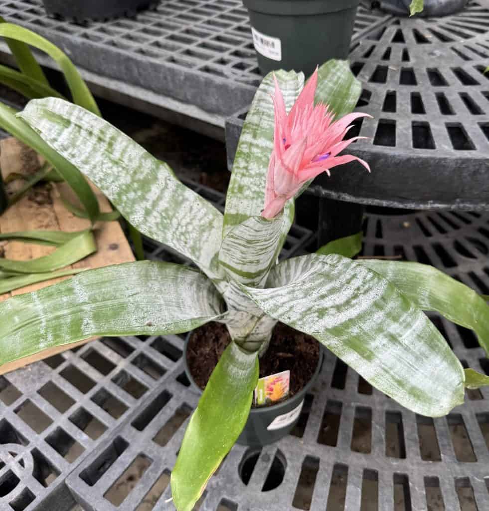 Bromeliad