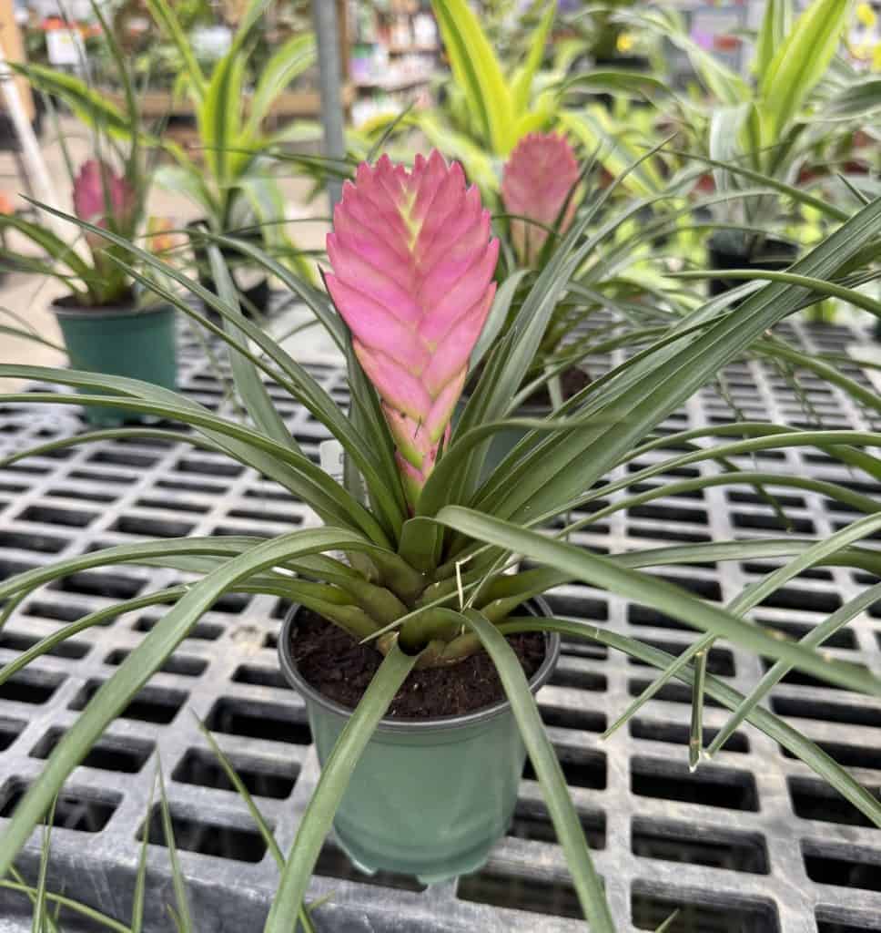 Bromeliad in Full Bloom
