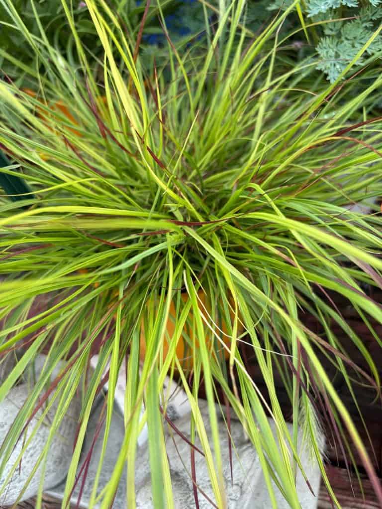Burgundy Bunny Dwarf Fountain Grass
