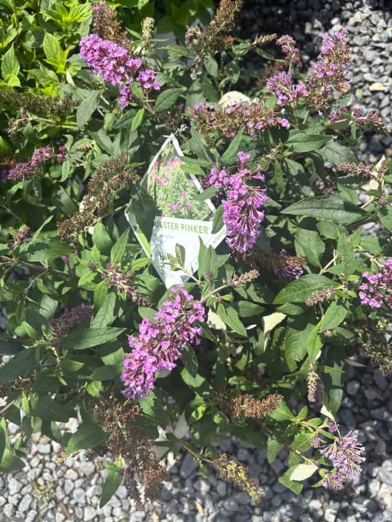 Butterfly Bush