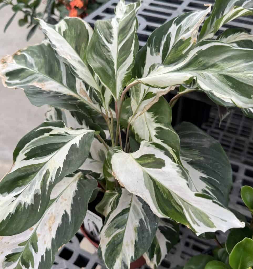 The Calathea That Crisps Every Winter