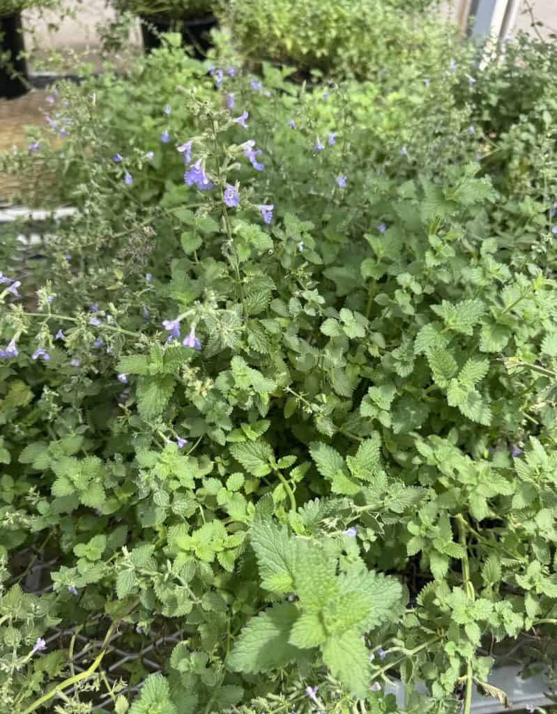 Catmint