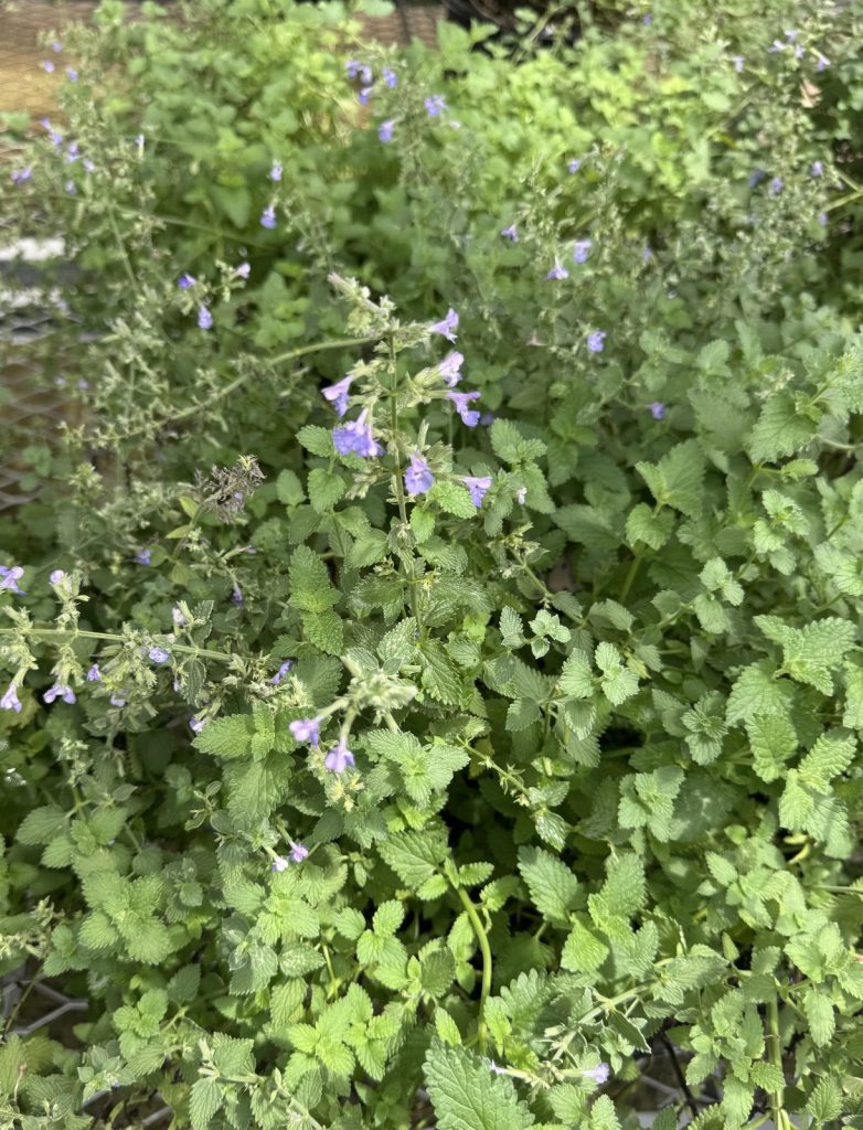 Catmint 'Walker's Low'
