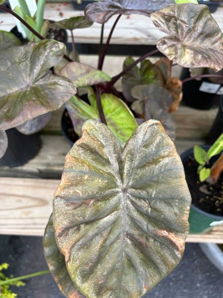 Colocasias