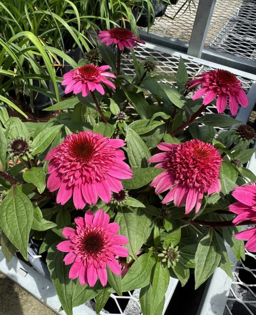 Purple Coneflower