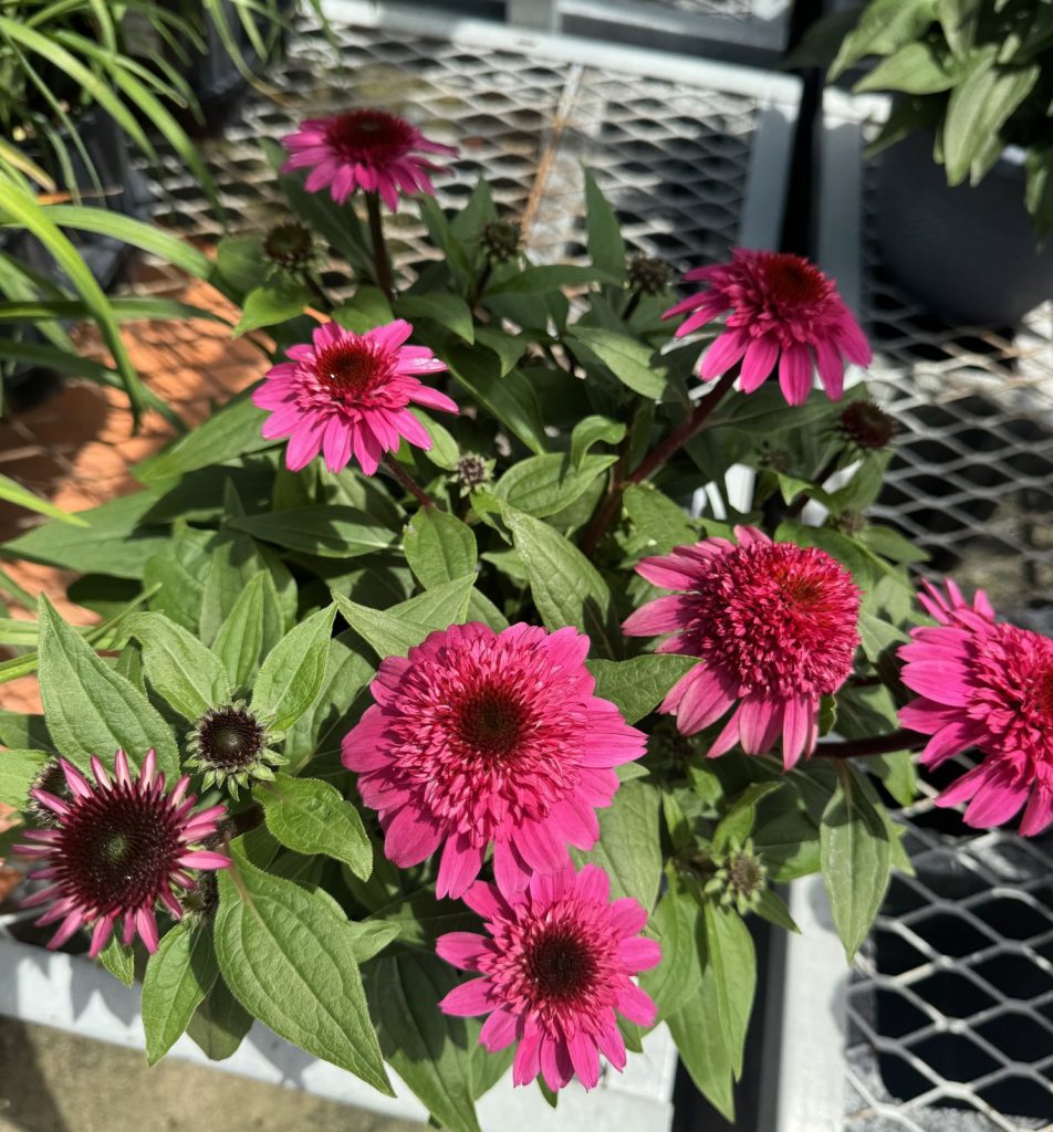 Coneflower 'White Swan'