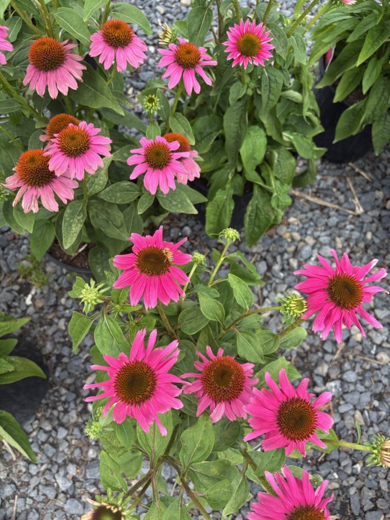 Coneflower 'Magnus'