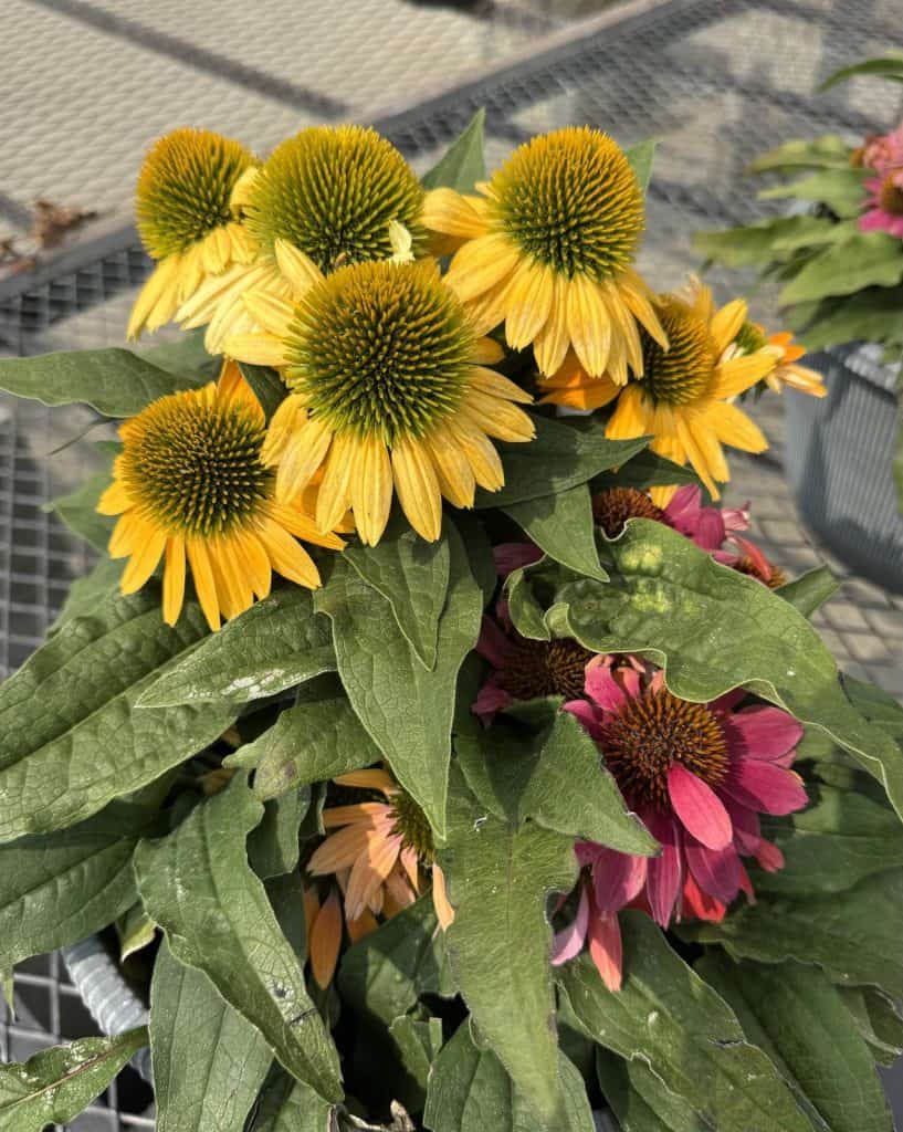 Purple Coneflower