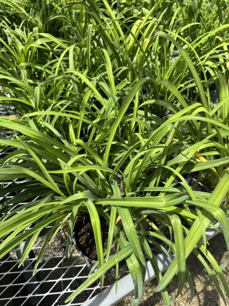 Stella D'Oro Daylily