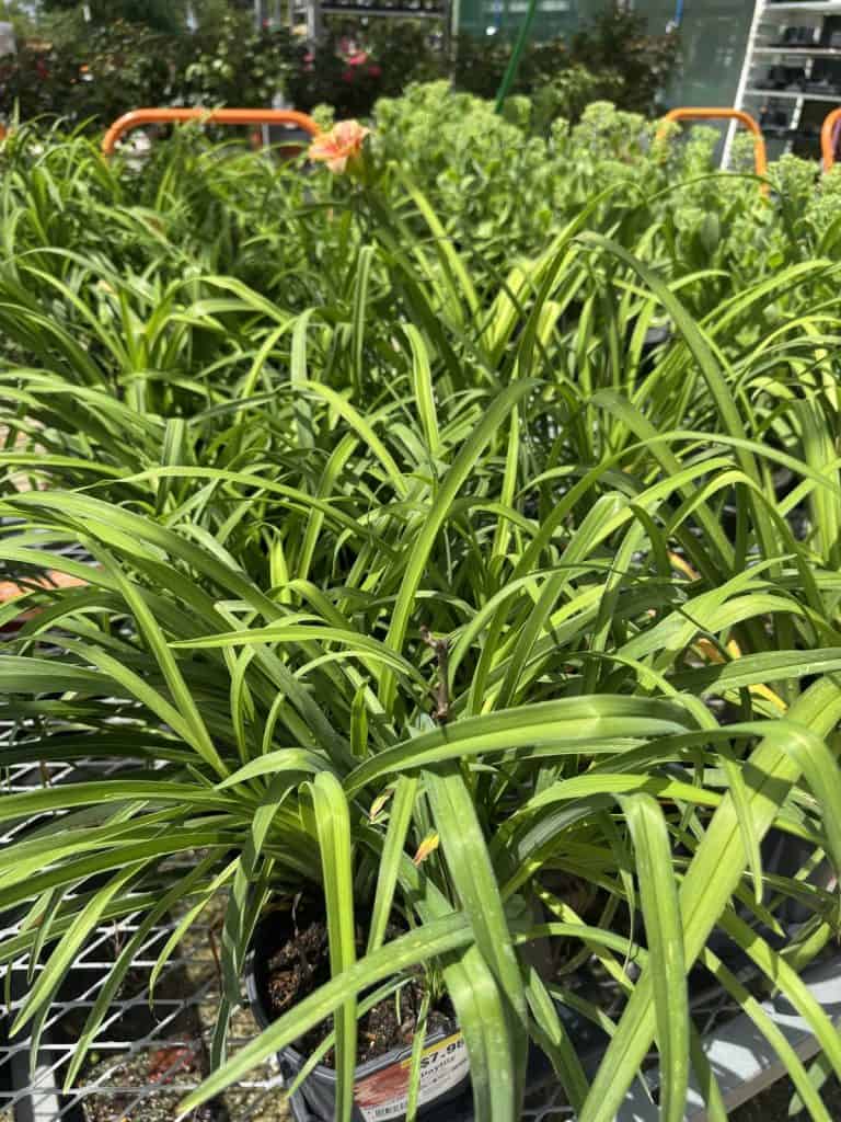Daylily