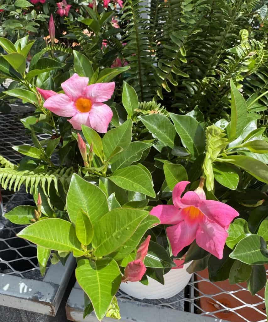 Dipladenia