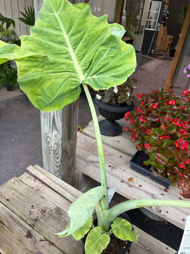 Lifting dahlias, cannas, elephant ears, and gladiolus