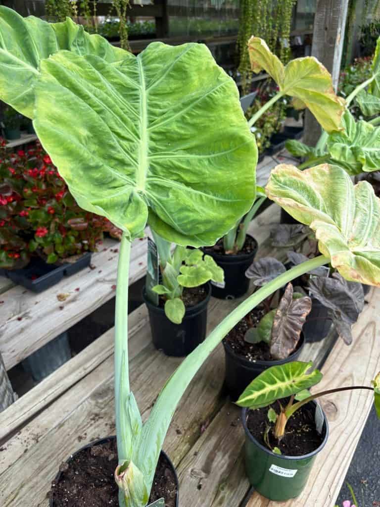 Elephant Ears