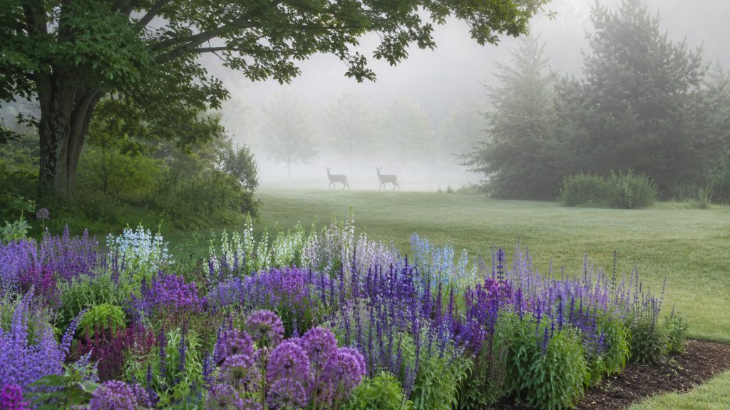 Deer-Resistant Landscaping That Still Has Curb Appeal