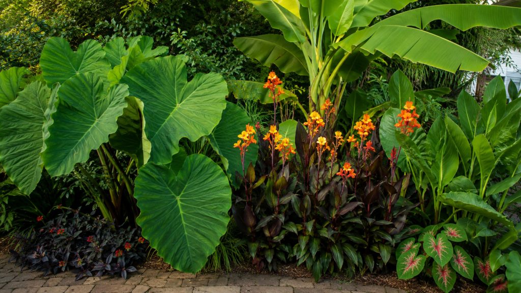 You Don’t Need Florida for These 26 Tropical Plants (Fargo Works Too)