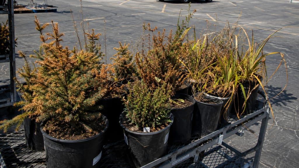 Never Buy These 27 Plants at a Big Box Store (No Matter How Cheap They Are)
