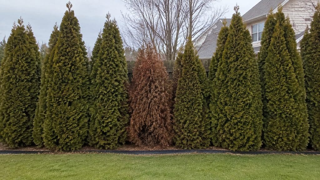 26 Plants Landscapers Use Because They’re Cheap (Not Because They’re Good)