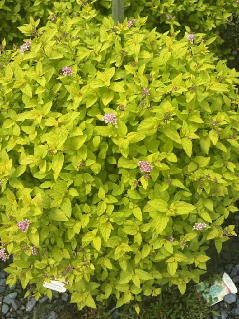 Gold Mound Spirea
