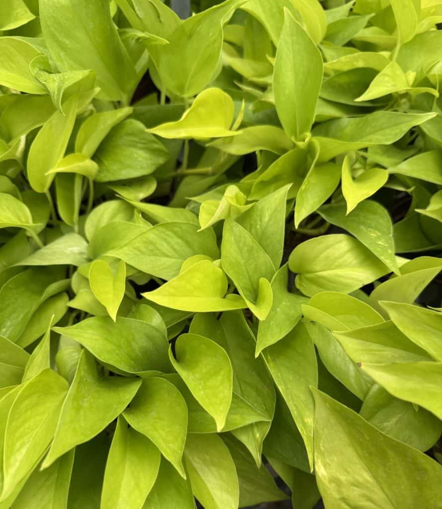 Golden Pothos