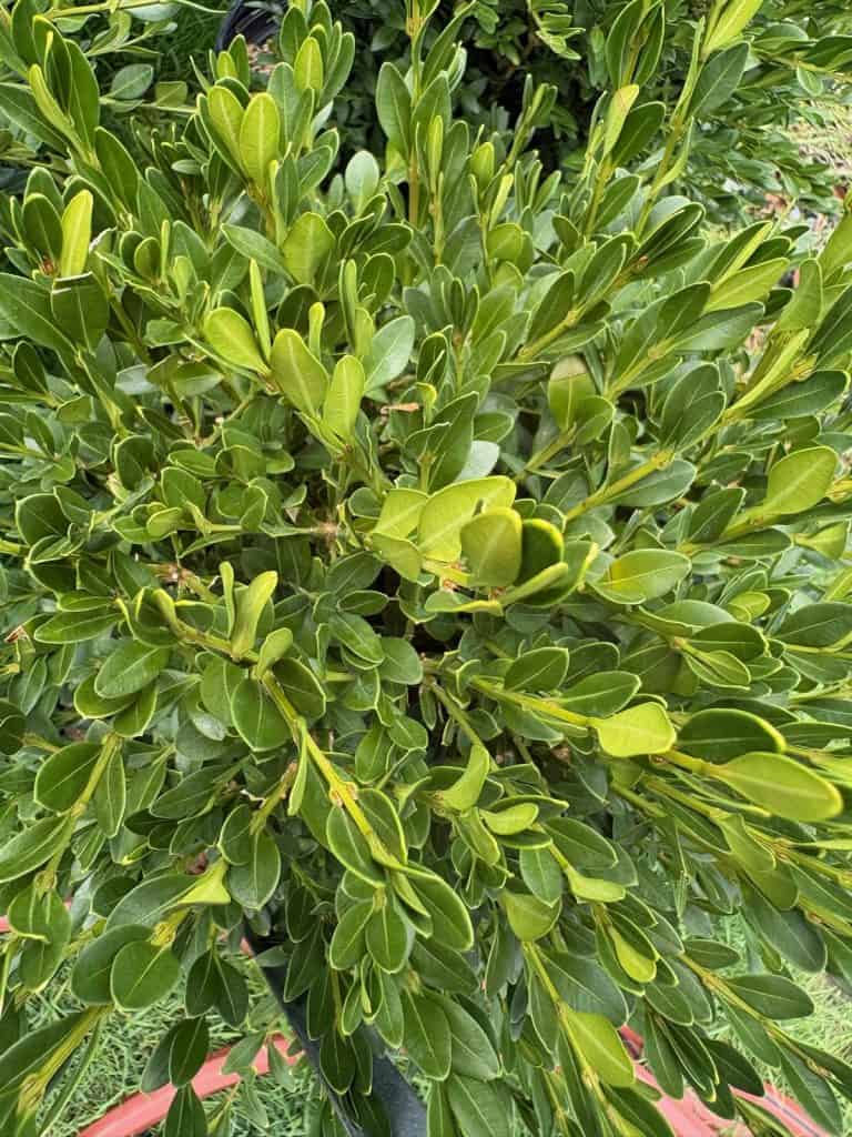 Green Gem Boxwood