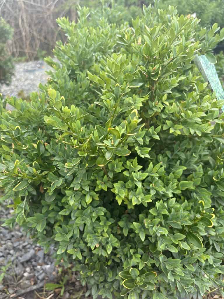 Green Gem + Green Velvet Boxwood