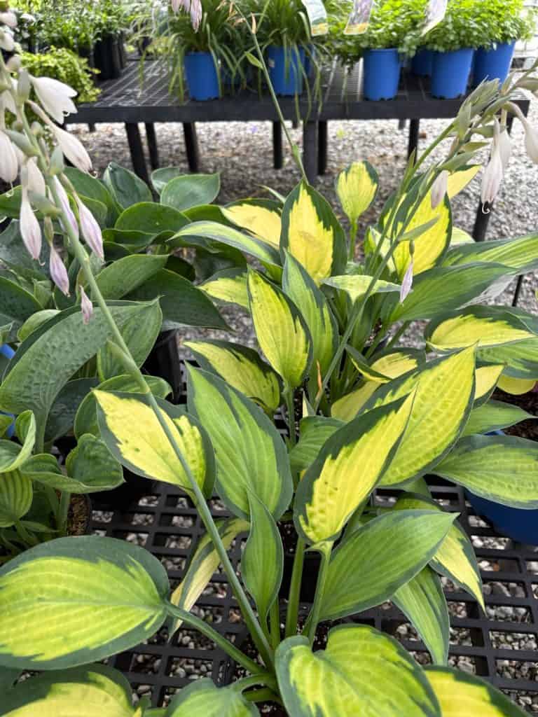 Hostas