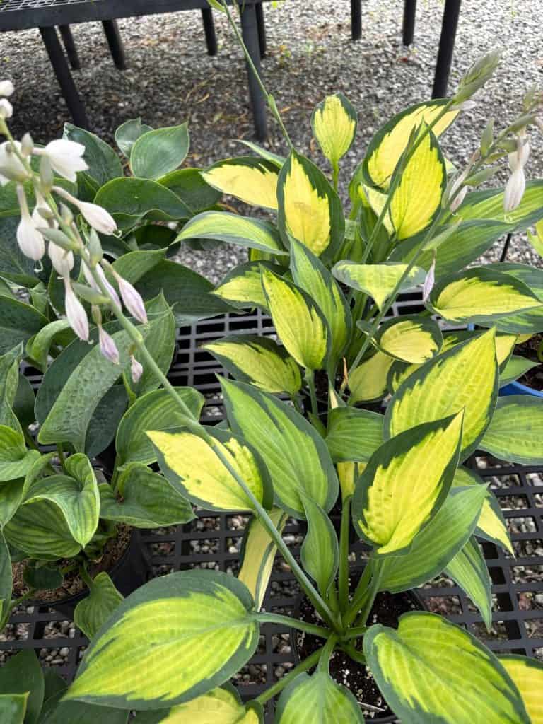 Hosta