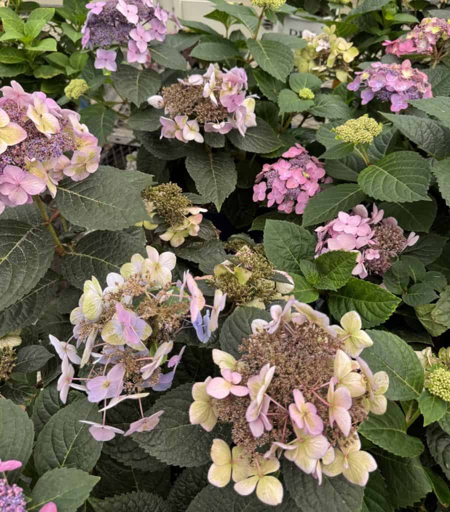 Bigleaf Hydrangea