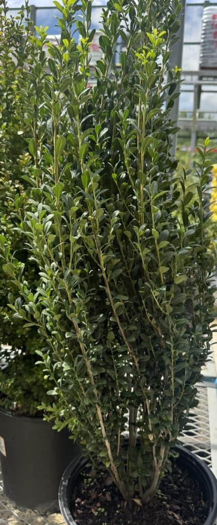 Japanese Holly