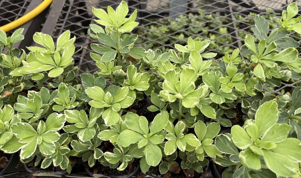 Japanese Spurge
