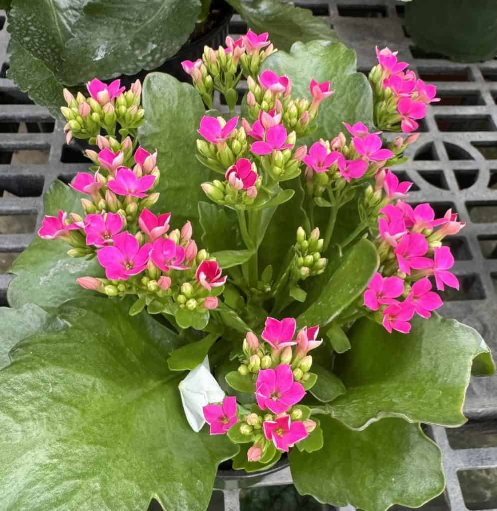 The Checkout-Counter Holiday Kalanchoe