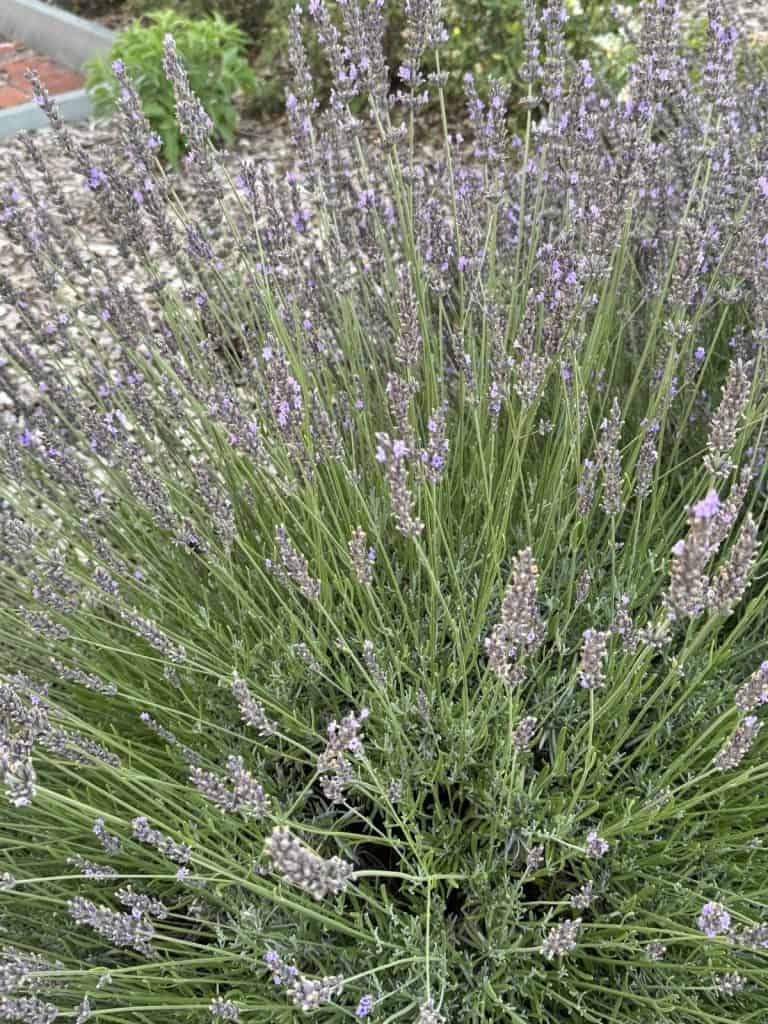 Lavender