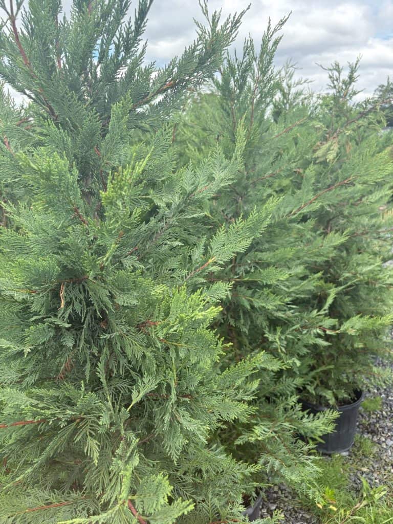 Leyland Cypress