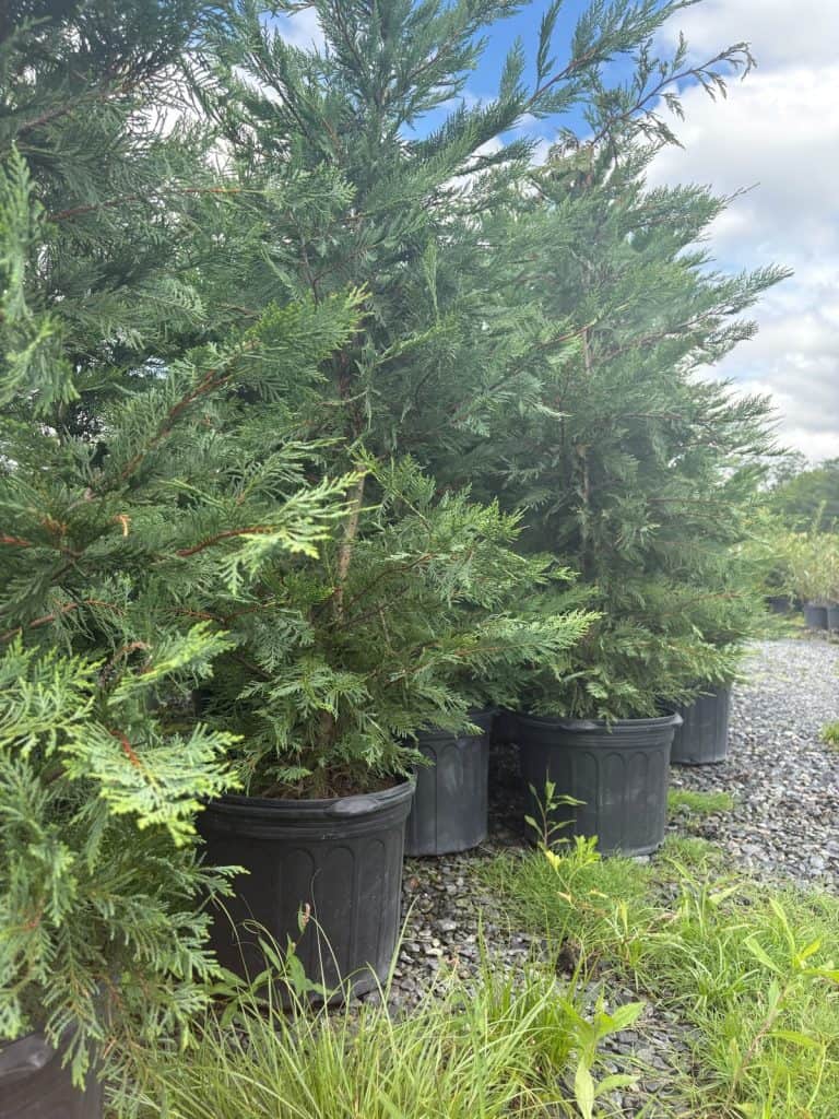 Leyland Cypress