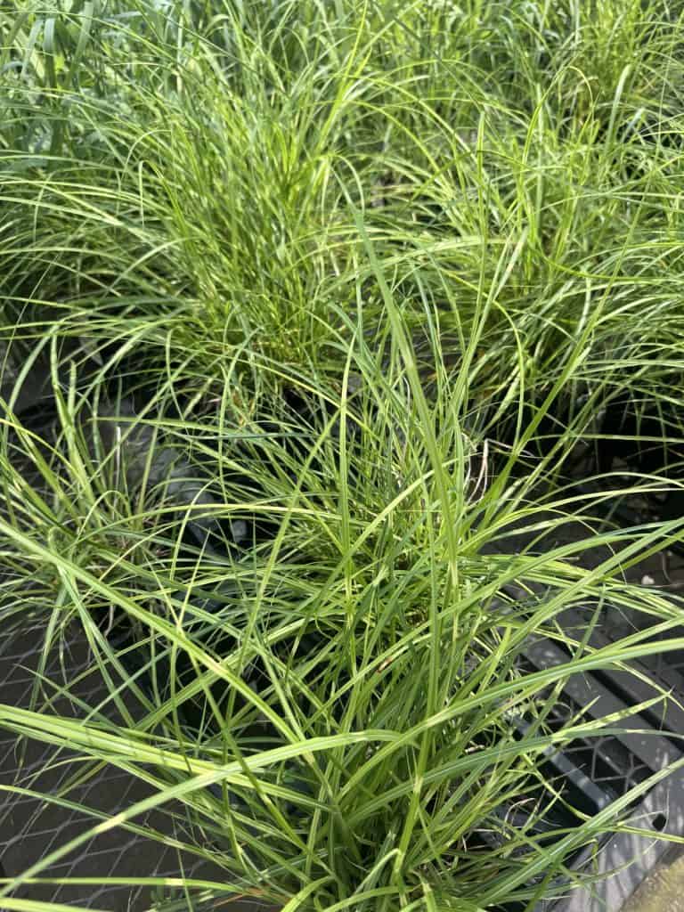 Little Zebra Maiden Grass
