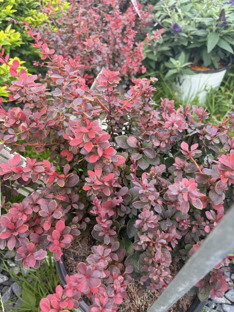 Mini Maroon Barberry