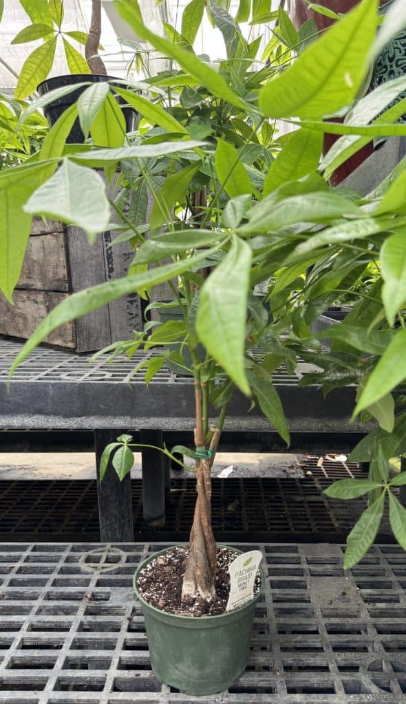 The Braided Money Tree