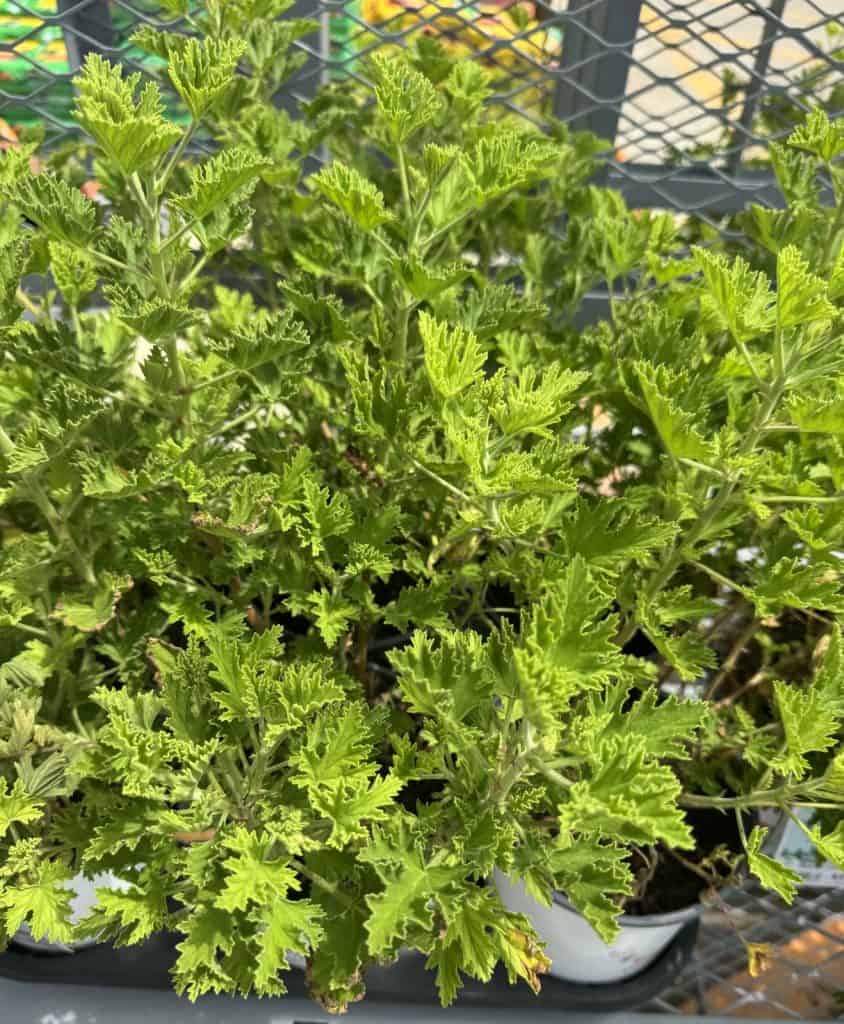Saucers Under Every Potted Plant