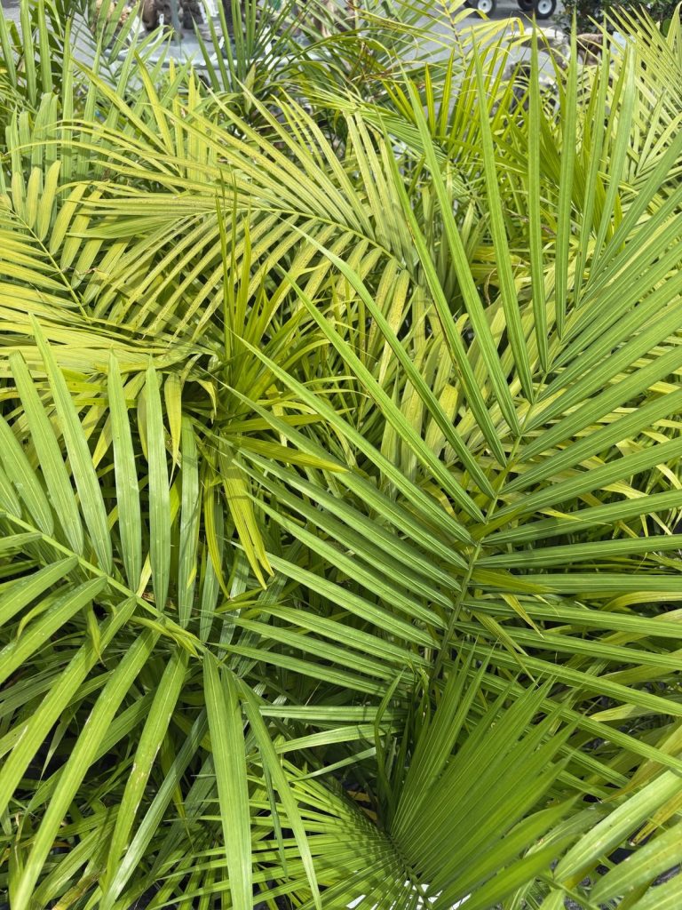 Palms