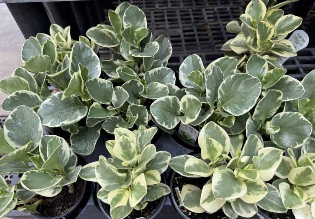 Peperomia