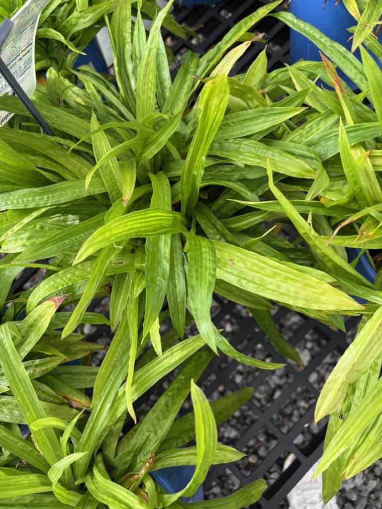 Plantainleaf Sedge