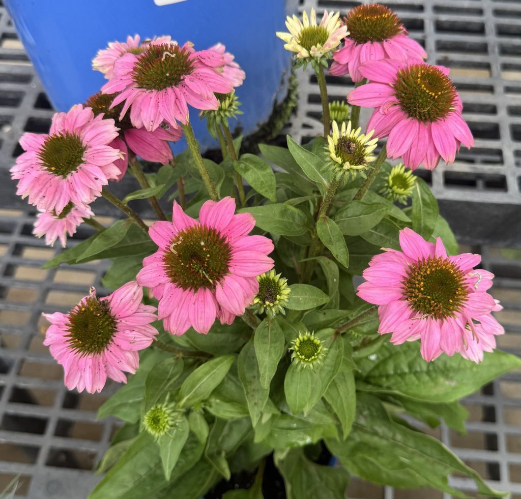 Coneflower 'PowWow Wild Berry'