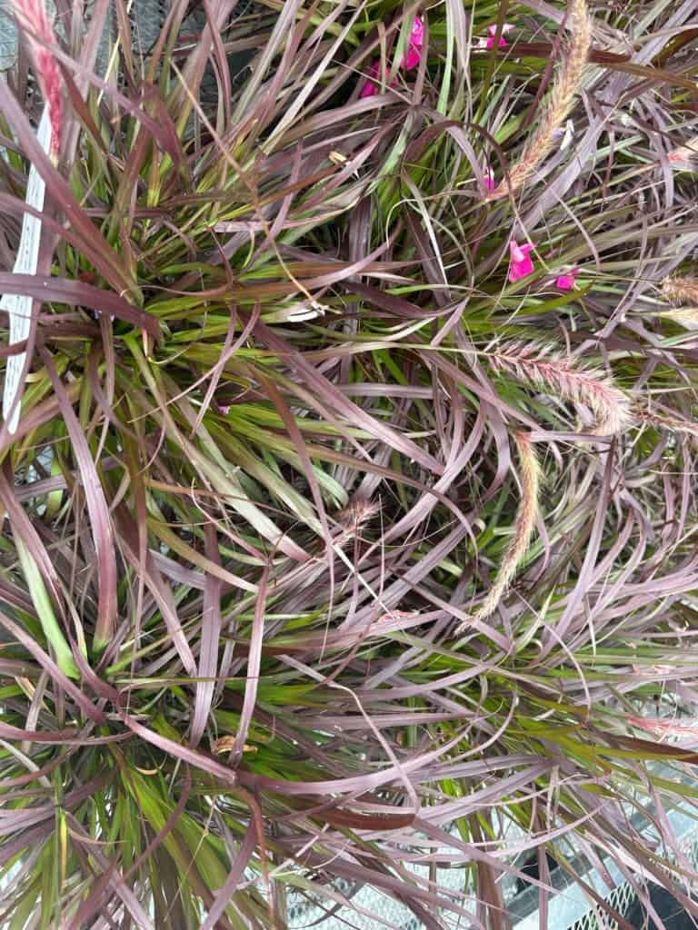 Purple Fountain Grass