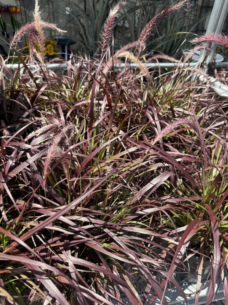 Purple Fountain Grass