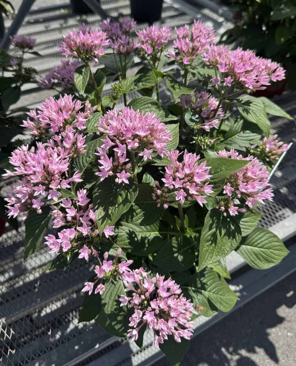 Red Clover