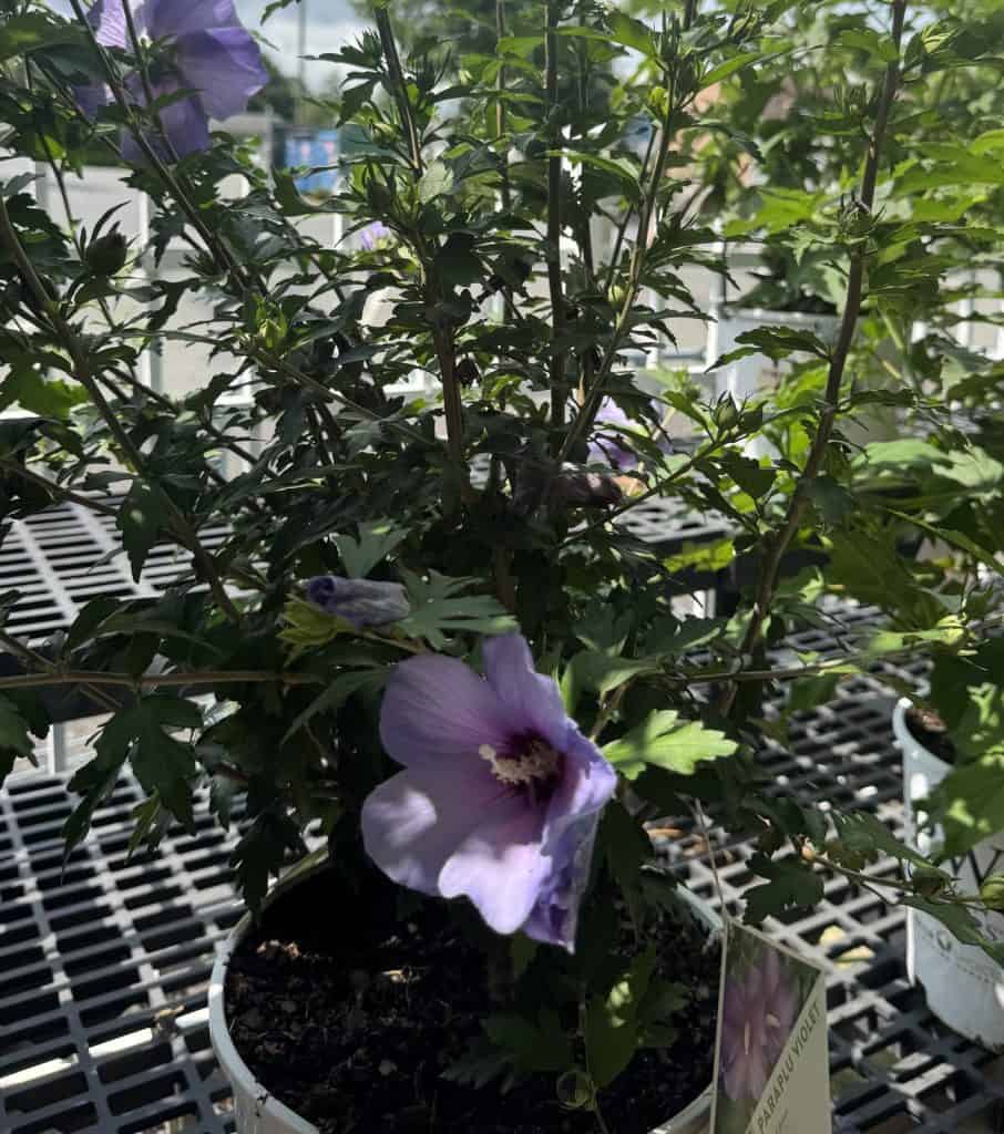 Rose of Sharon