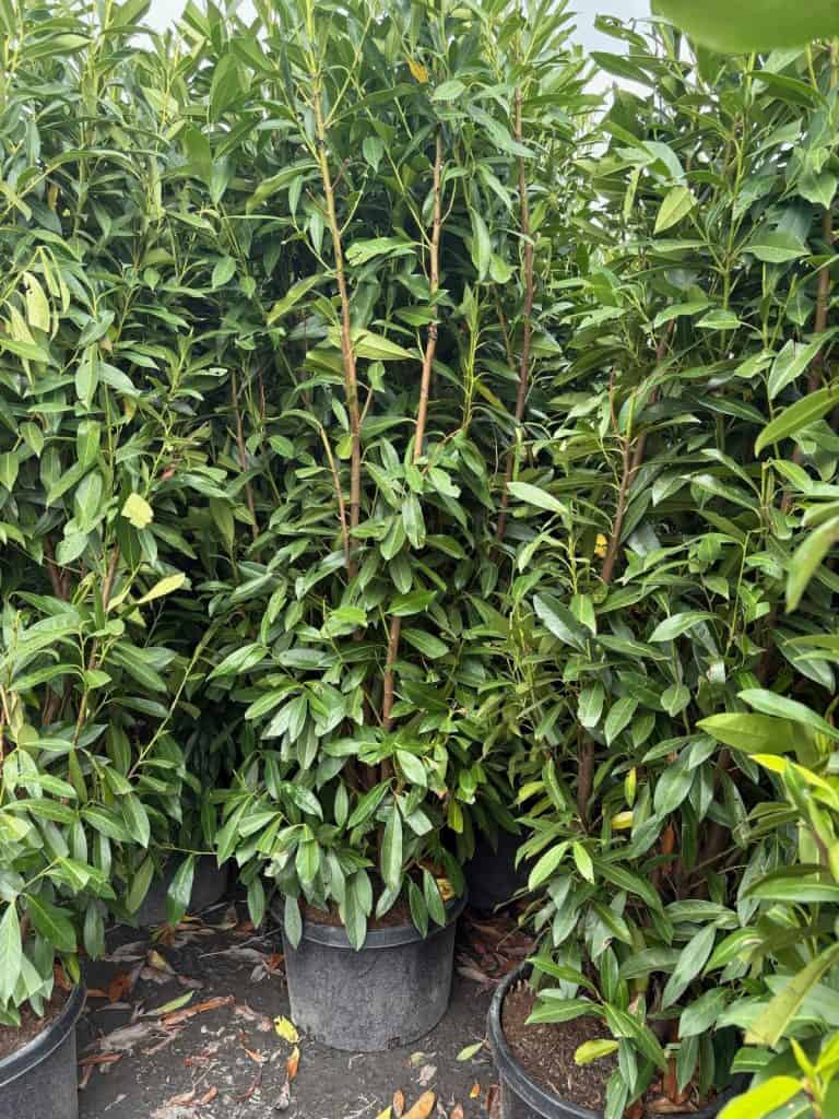 Portuguese Laurel