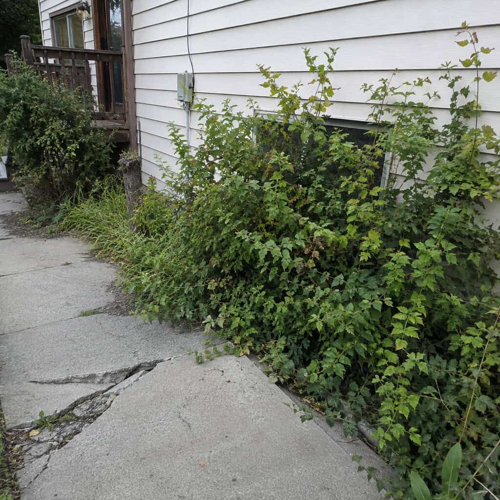 Plant trees and shrubs tight against the foundation