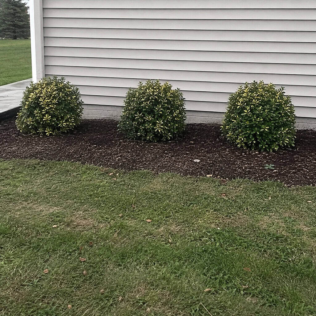 Line plants up in single-file soldier rows